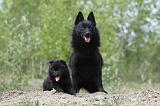 SCHIPPERKE 519